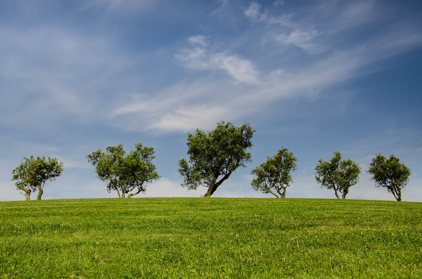 Green Cremation Article. Photo of trees on a hill. Article by Pulvis Art Urns