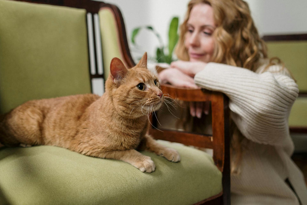 What To Do When Your Cat Passes Away?